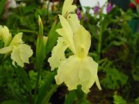 Roscoea cautleyoides